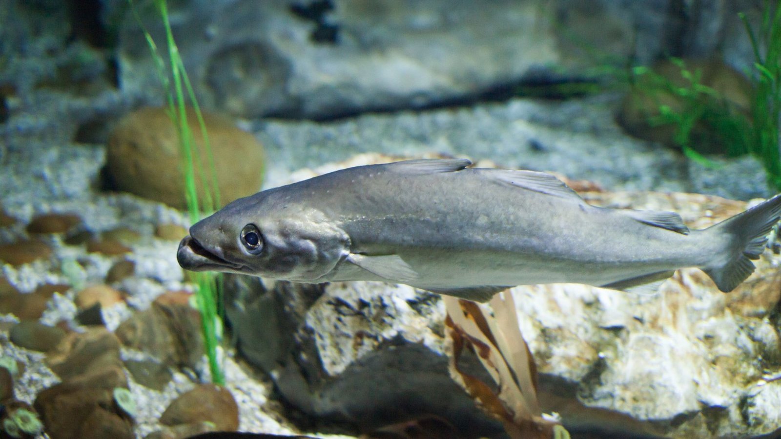 espécies de bacalhau