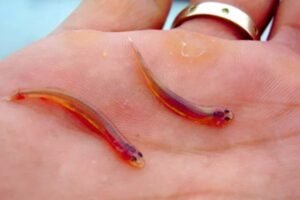 candiru