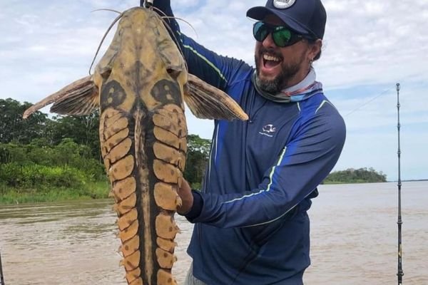 Peixe Abotoado: Conheça seus Segredos no Brasil 6 Peixe Abotoado
