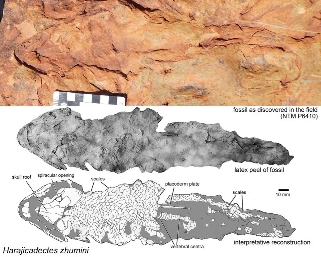 Peixe Predador da Pré-história Harajicadectes