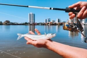 Peixe rei tambem conhecido como Odontesthes argentinensis Caiaque