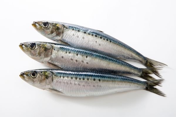 sardinha é uma isca versátil