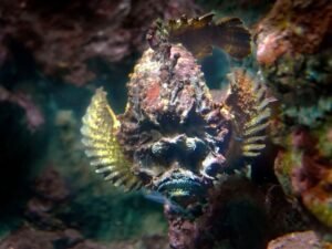 Peixe-Pedra (Synanceia verrucosa)