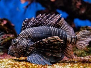 Peixe Leao Pterois spp Caiaque