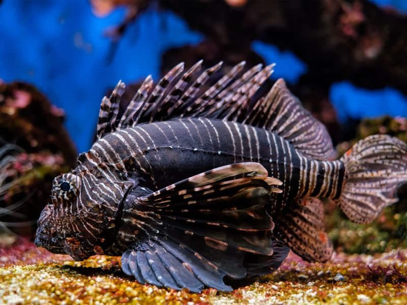 Peixe-Leão (Pterois spp.)