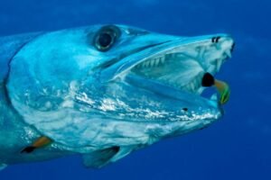 peixe barracuda