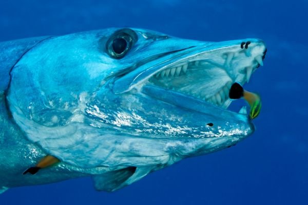 peixe barracuda