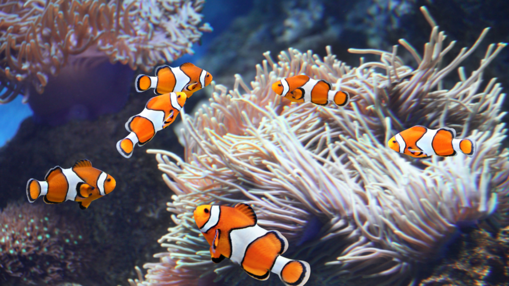 A relação entre os peixes-palhaços e as anêmonas do mar