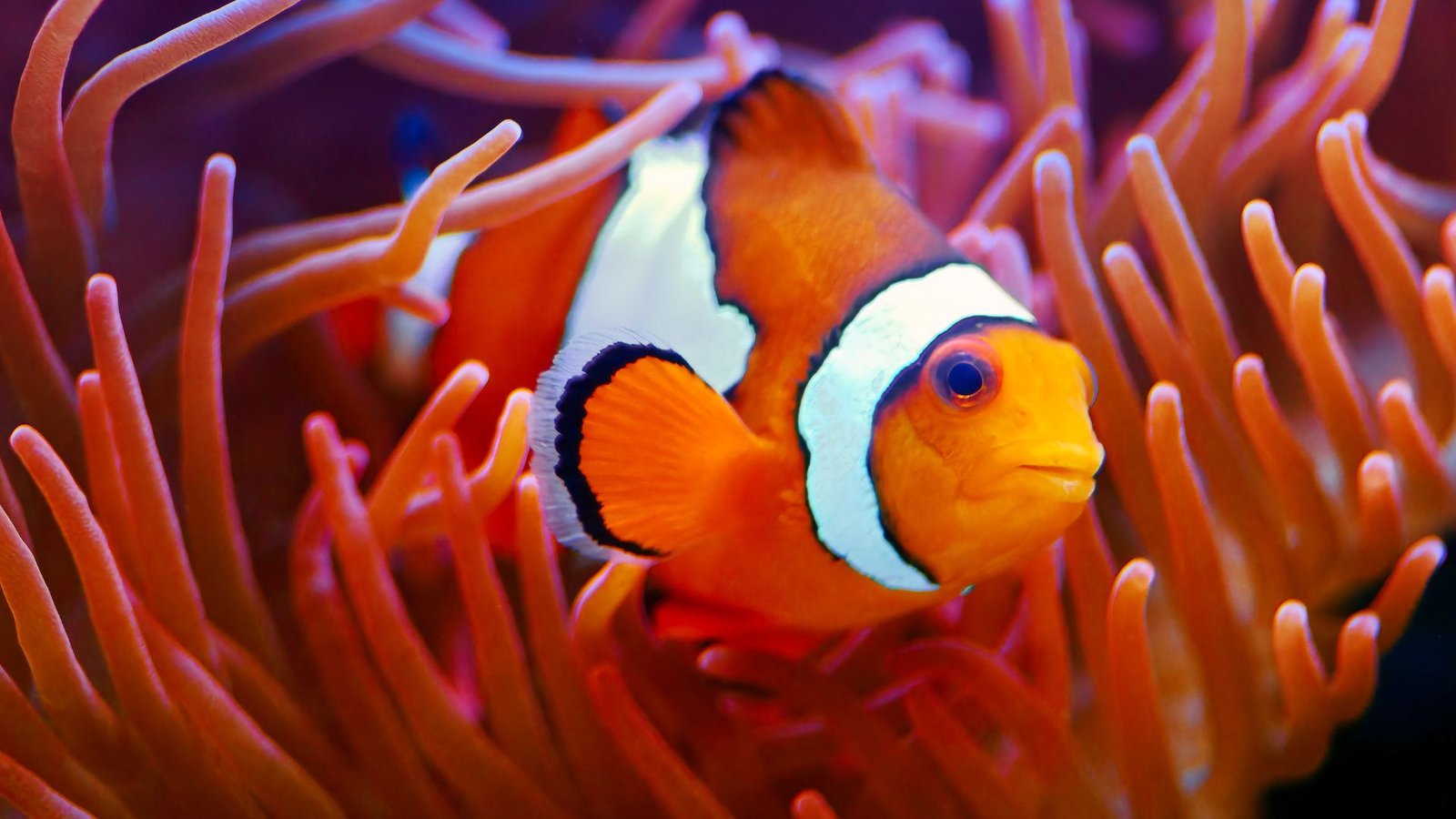 Peixes-Palhaços: Entre Tentáculos e Cores